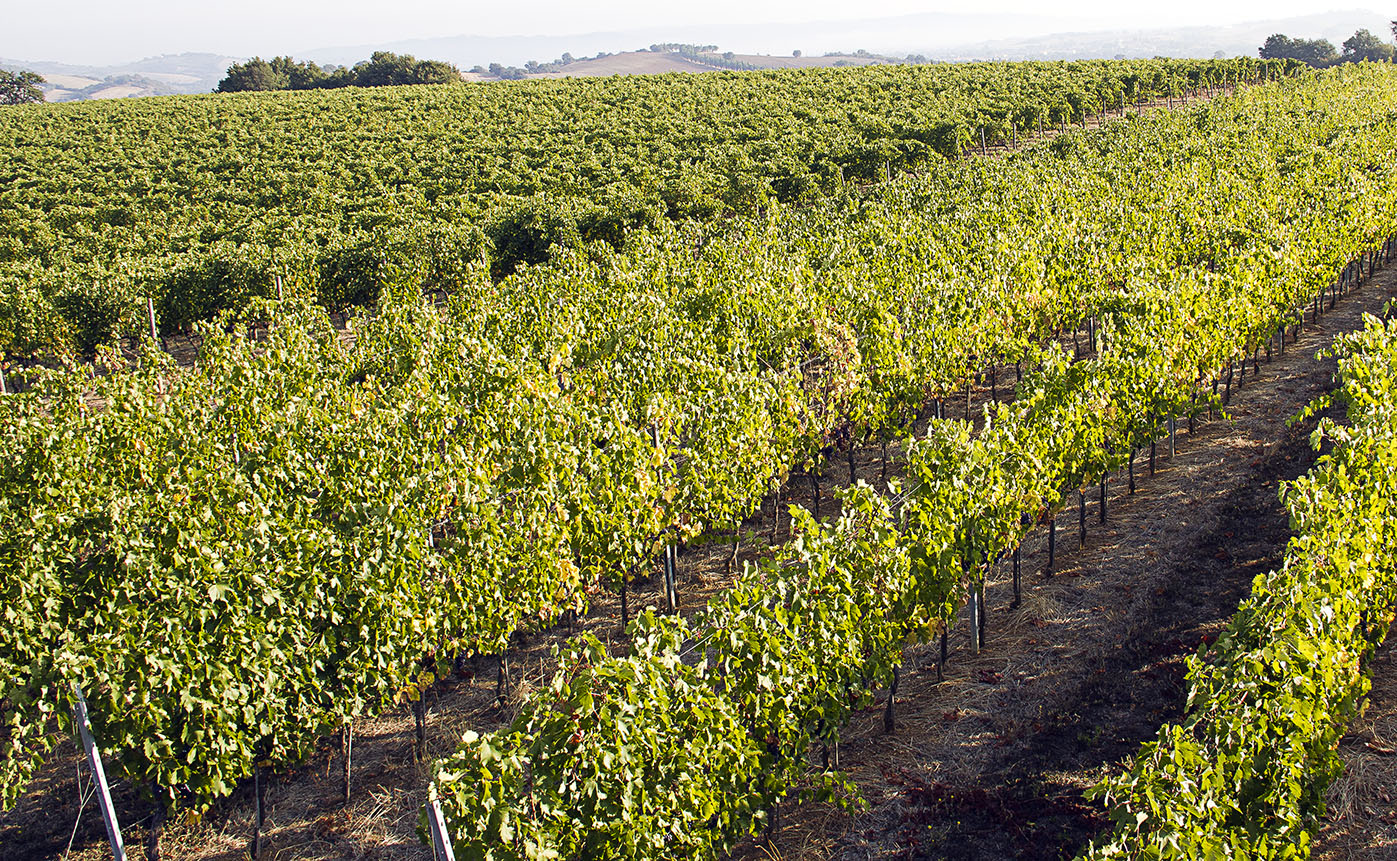  Từ vườn nho hữu cơ đến những chai Champagne thượng hạng